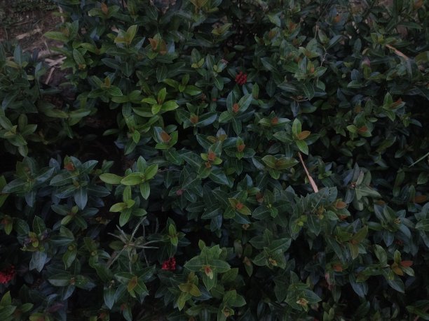 花园里的美丽花朵图片下载