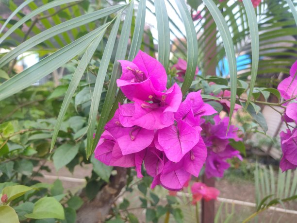 花园里的美丽花朵图片下载