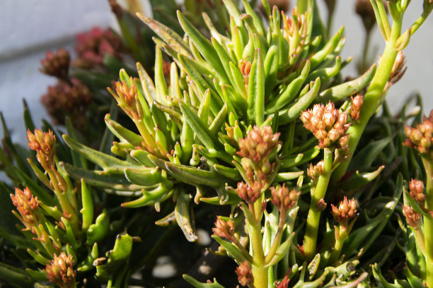 有机花园中的绿色小植物在日出时被阳光照亮。图片下载