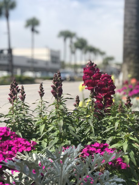 粉色和紫色的花图片下载