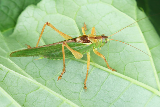 大黄叶上的绿色干草马。图片下载