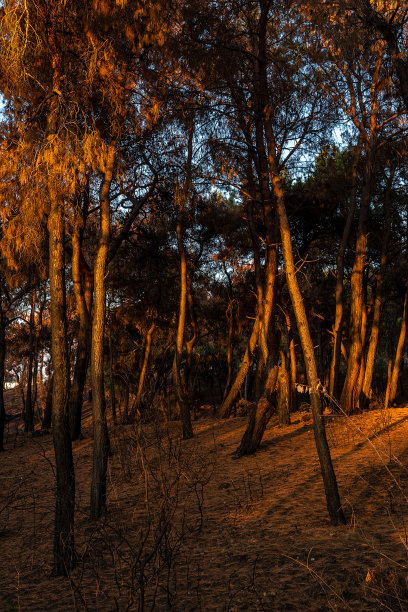 马纳夫加特市森林大火图片下载
