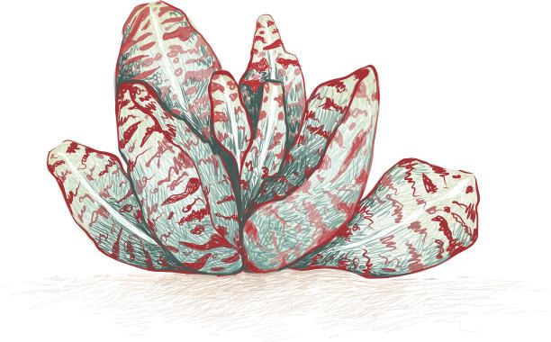 手绘素描kalanice humilis或沙漠图片下载