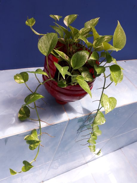 植物雨后在红加仑回收。金箔在蓝色背景上。图片下载