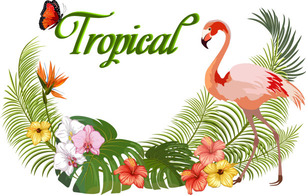 彩色的火烈鸟图片下载