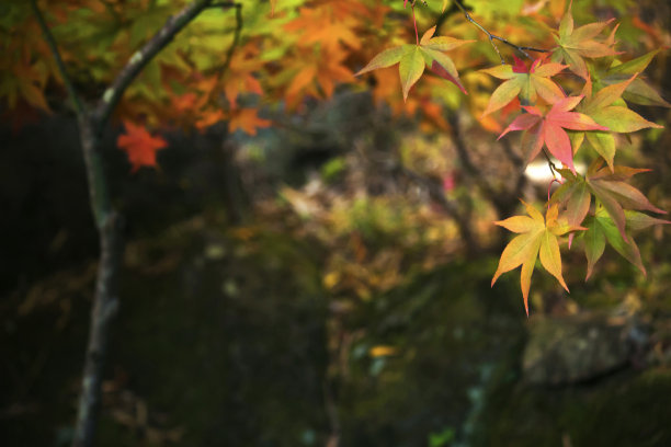 这是枫叶在秋天变红的特写照片图片下载