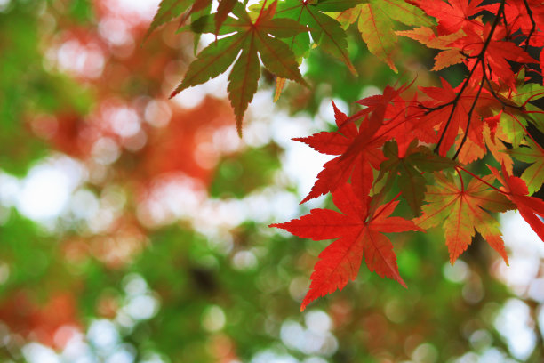 这是枫叶在秋天变红的特写照片图片下载
