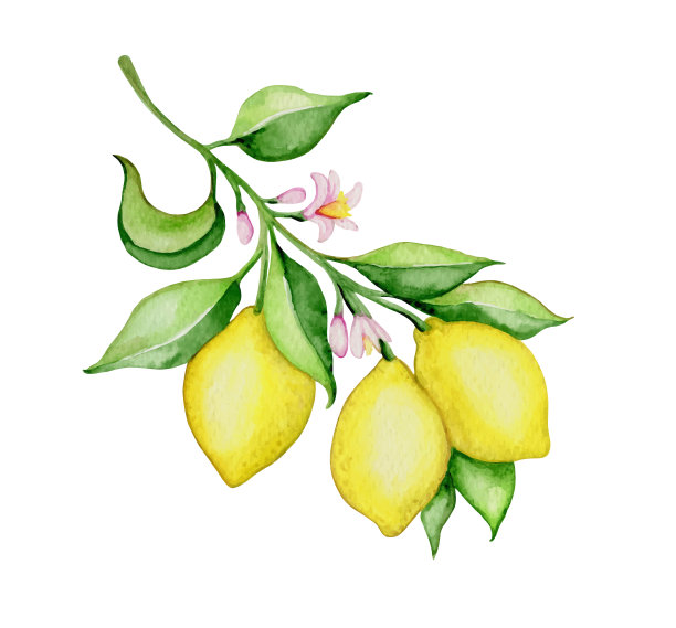 手绘矢量水彩柠檬图片下载