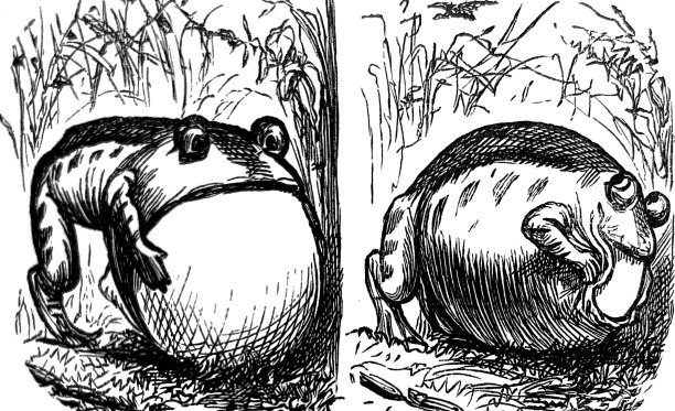 英国讽刺漫画漫画插图——青蛙把一个很大的蛋放进嘴里图片下载