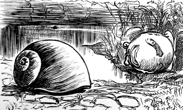 英国讽刺漫画漫画插图——大而圆的青蛙横着躺着看蜗牛图片下载