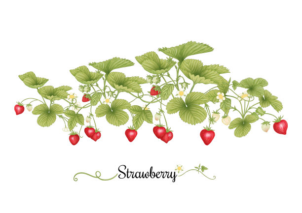 草莓枝与红色浆果剪辑艺术设置图片下载