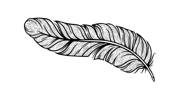 鸟羽毛草图。印度装饰羽毛孤立在白色背景。矢量图图片下载