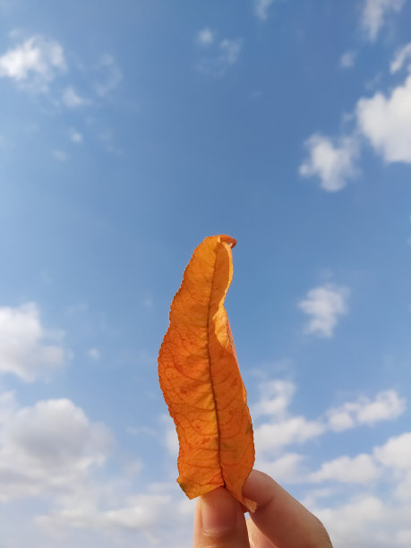 在阴天，人手捧着一片橙色的落叶。孤立的秋天橙叶，背景是蓝色的天空。图片下载