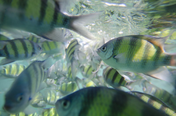 浮潜，鱼，虎鱼。在泰国甲米热带海域的虎鱼，喂鱼，安达曼图片下载