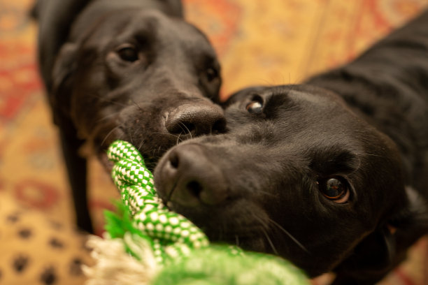 两只拉布拉多犬在拉绳狗玩具图片下载