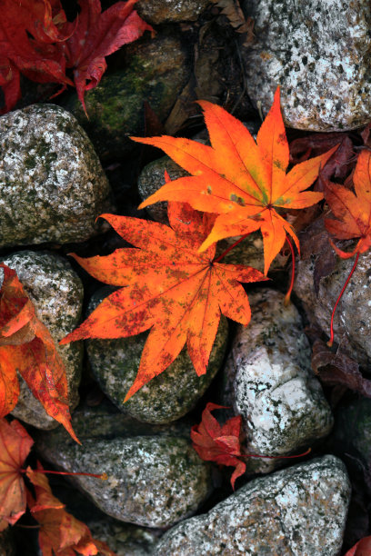 橙色的枫叶落在铺路石上图片下载