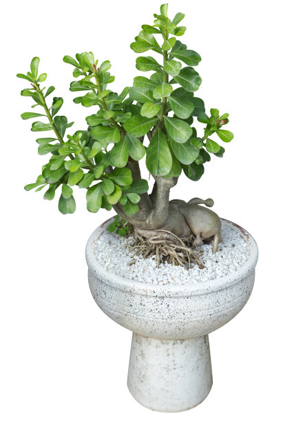 腺泡模切显示根在白色水泥罐中，选择性聚焦。图片下载