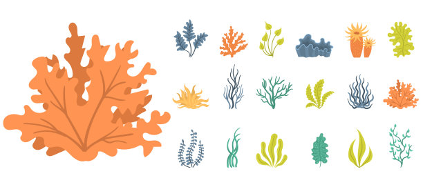 把海藻放在水下的海生植物壳里图片下载