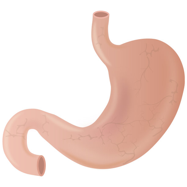 人体胃的插图图片下载