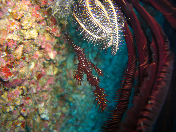 菲律宾海的鬼管鱼(奇异Solenostomus Paradoxus)图片下载