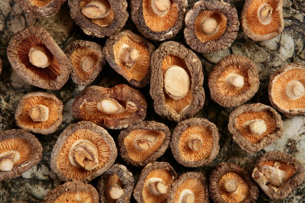 香菇干素图片下载