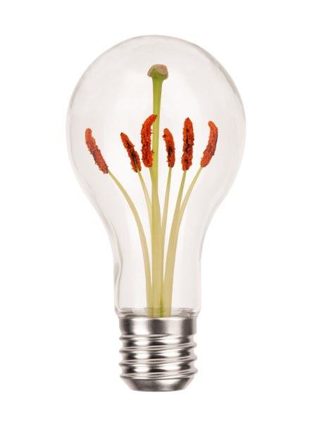 典型的白炽灯泡，花粉管和雄蕊花药分离在白色背景上。能源概念花生物发光概念照片图片下载