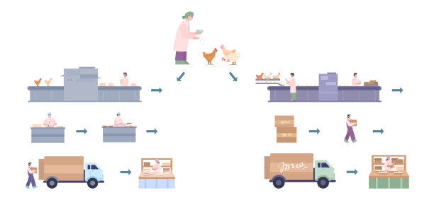 供工厂生产和配送新鲜鸡肉图片下载