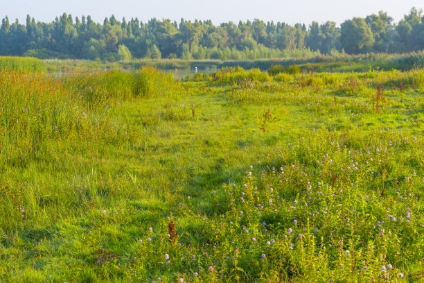 在夏日日出的阳光下，芦苇和野花在雾蒙蒙的湖边图片下载