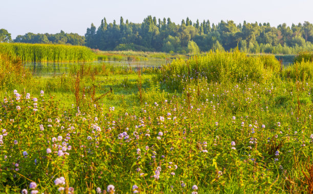在夏日日出的阳光下，芦苇和野花在雾蒙蒙的湖边图片下载
