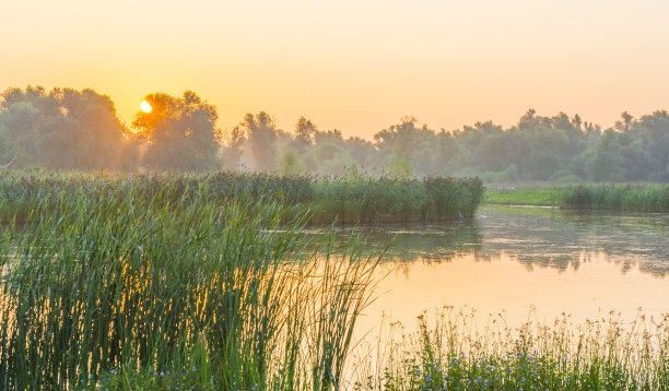 在夏日日出的阳光下，芦苇和野花在雾蒙蒙的湖边图片下载