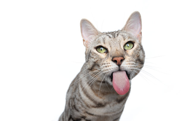 银色的孟加拉虎斑猫滑稽的脸肖像在白色的背景图片下载