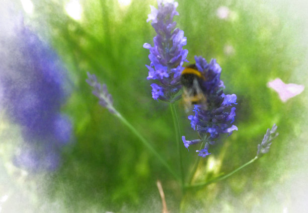大黄蜂在一根薰衣草树枝上图片下载