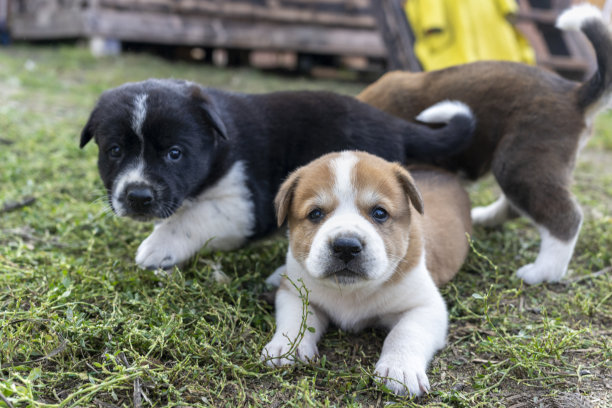 三只纯种阿拉拜犬。小狗坐在另一只狗身上。有趣的照片,图片下载