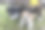 三只纯种阿拉拜犬。小狗坐在另一只狗身上。有趣的照片,图片下载