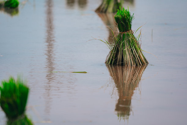 农村或乡村的稻田图片下载