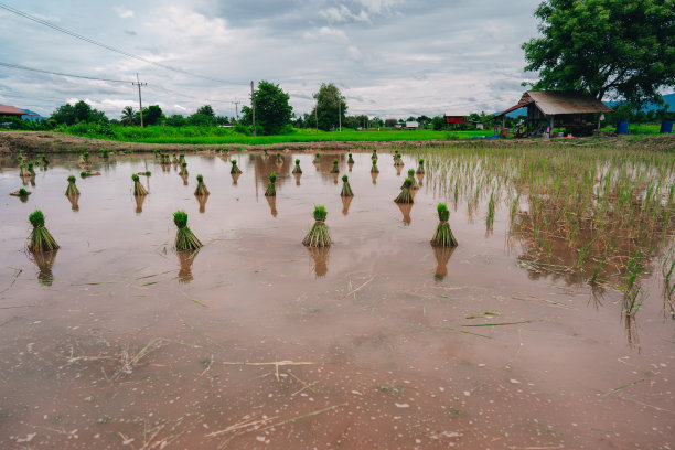 农村或乡村的稻田图片下载