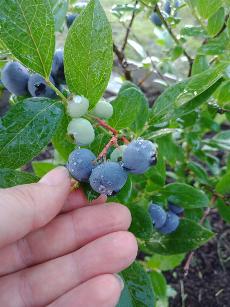 蓝莓收获。一个女农夫在农场收集成熟的蓝莓。蓝莓上的玫瑰或雨水。垂直的照片。图片下载