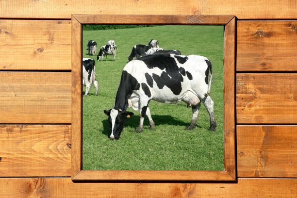 从木窗可以看到牛牧场的景色图片下载