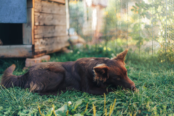 棕色的狗躺在他家附近的绿草地上图片下载