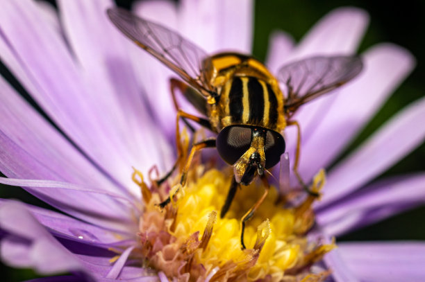 昆虫的世界图片下载