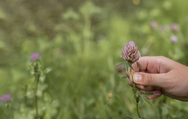 孩子的手拿着紫色的三叶草花在绿色草地模糊的夏天。文本复制空间图片下载