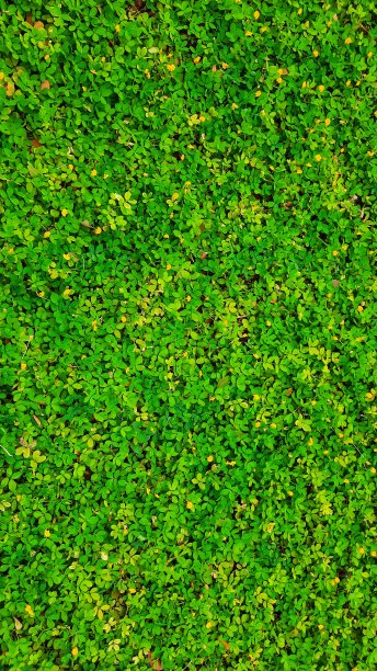 落花生pintoi图片下载