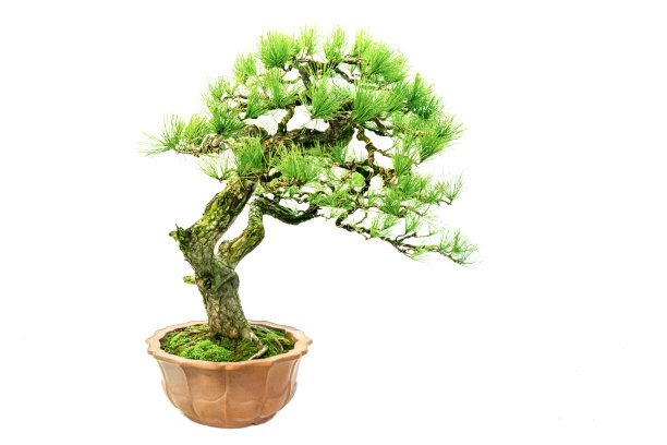 室内艺术盆景，以纯白色为背景图片下载