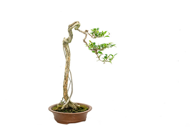 室内艺术盆景，以纯白色为背景图片下载