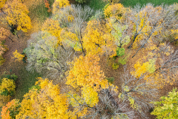 秋天的森林景观，从上面看。色彩斑斓的自然背景。航拍照片图片下载