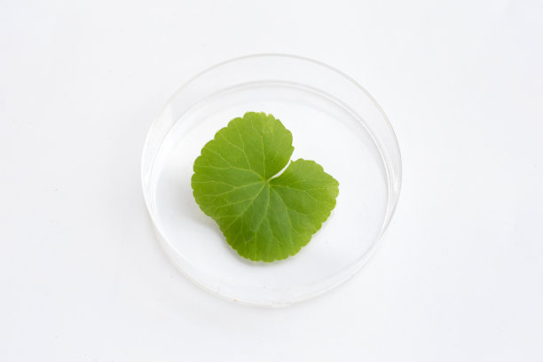 新鲜的可拉叶，置于有盖培养皿中，背景为白色。图片下载