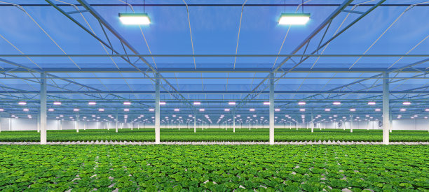 大型工业温室内部。水培室内蔬菜厂。绿色沙拉农场。混凝土楼板。三维渲染图片下载
