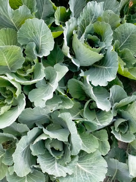 卷心菜图片下载