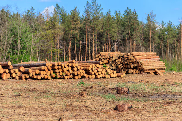松林伐木业砍伐的堆叠的树干图片下载