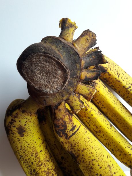 白色背景下一串香蕉的照片图片下载